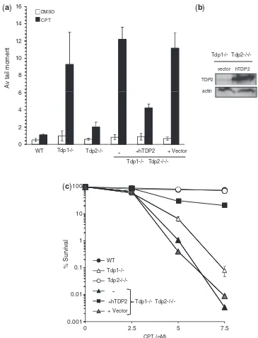 Figure 3. Over-expression of hTDP2 protects avian DT40 cells lacking Tdp1 from Top1-mediated DNA damage