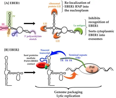 Figure 2: The structure-to-function relationship of EBER 1 and 2. [A] EBER 1 stem-loops I (violet), III (pink), and IV (green) create a scaffold for interaction with L22 (orange) resulting in the re-localization of EBER1:L22 into the nucleoplasm