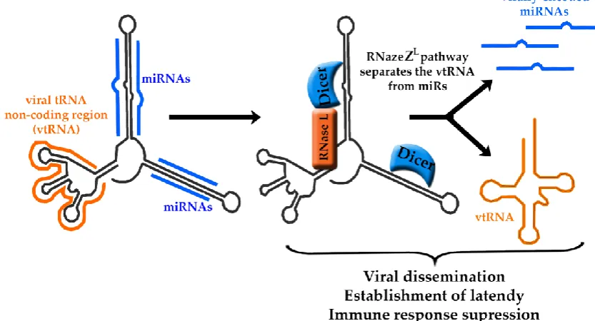 Figure 3: Maturation pathway of TMERs. Each TMER transcript contains a viral tRNA non-coding region (vtRNA, orange) and miRNA hairpins (blue)