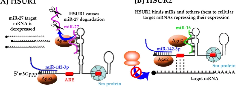 Figure 4. Putative functions of HSUR RNAs. HSURs have been found to have highly conserved regions responsible for binding of host miRNAs, i.e., miR-16 (green), miR-27 (pink), miR-142 (blue) and host proteins, i.e