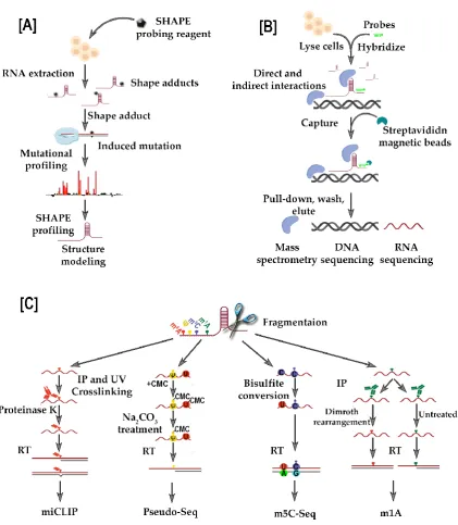 Figure 5. Novel molecular approaches to address the structure-to-function relationship of gammaherepsvirus-encoded lncRNAs