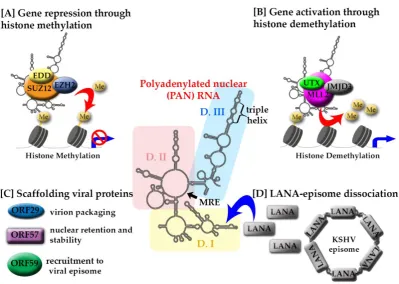 Figure 1: Structure-mediated multifunctionality of PAN RNA. The secondary structure of KSHV PAN RNA is represented in the middle with color-coded domains: I (yellow), II (pink) and III (light blue)