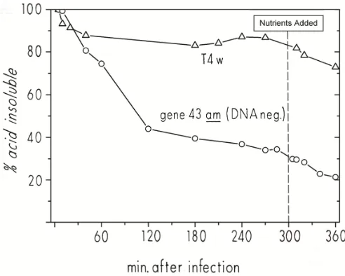 Figure 7. The breakdown and reutilization of host DNA and 3HdT DNA label reincorporation in stationary phase after T4 and T4 4332 amber DNA polymerase mutant infection: Host DNA degradation analysis of ZK126 that was labeled with tritiated thymidine during