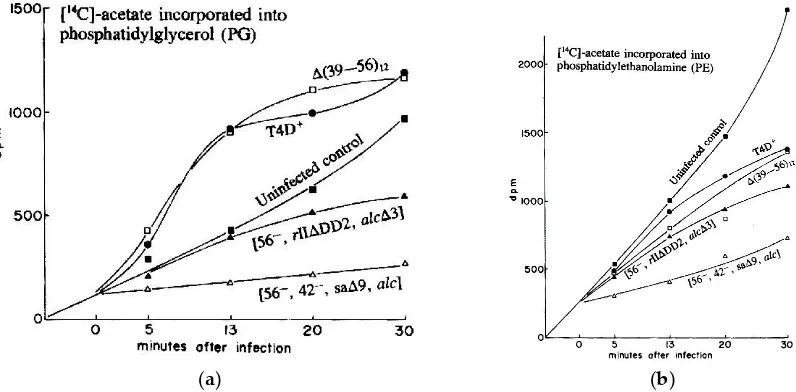 Figure 8. Kinetics of incorporation of [14C] acetate into (a) phosphatidyl glycerol and (b) phosphatidylethanolamine