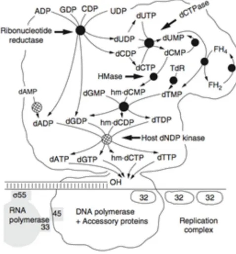 Figure 4. T4 DNA Replication Complex: The tight T4 complex of the enzymes responsible for nucleotide biosynthesis, DNA replication and late gene transcription