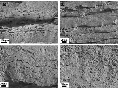 Figure 6. Microstructures of the center samples at the critical strain of the serrated flow behavior