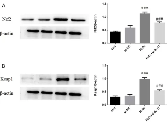 Figure 5. Expression of mice hepatocytes of apoptosis related protein Bax and Bcl-2. All data are shown as mean ± SEM (n=3, per group) ***P<0.001 vs control; ###P<0.001 vs H2O2.