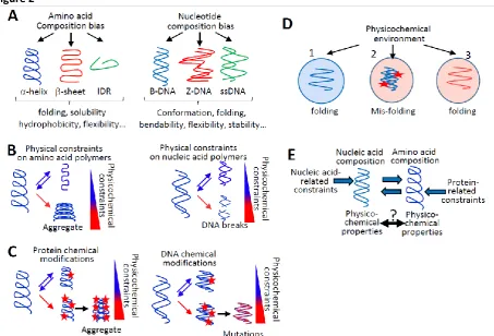 Figure 2  A. The amino acid or nucleotide composition of proteins (left) or DNA (right), respectively, determines 