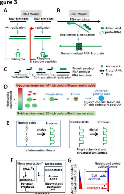 Figure 3  A. In an RNA world, an RNA molecule is replicated thanks to the product of replication (e.g., ribozyme, 