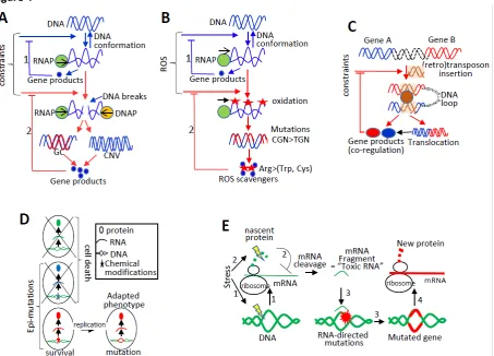 Figure 4  A. Variations in the extracellular environment increase the expression of target genes, which are 