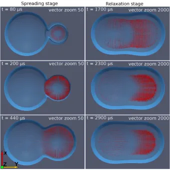 FIG. 15: (Colour online) Velocity ﬁelds calculated from the Lattice Boltzmann simulation of the coalescence of two droplets.The droplet on the right had impacted the substrate at a time = 0simulation and is considered sessile; the droplet separation is 3.0