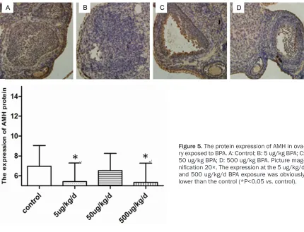 Figure 5. The protein expression of AMH in ova-ry exposed to BPA. A: Control; B: 5 ug/kg BPA; C: 