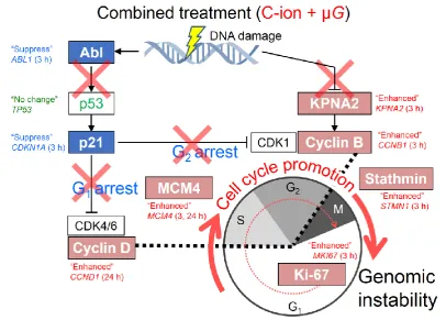Figure 4. Schematic representation of the proposed model of cell cycle-related pathway modified by combined effect of C-ion exposure with simulated µpink column shows cell cycle-promoting genes and blue column indicates cell cycle-suppressing ones.G in 1BR