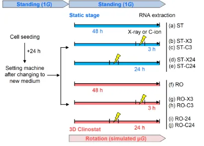 Figure 5. Experimental design from cell seeding to RNA extraction using human fibroblasts