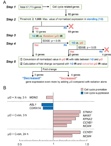 Figure 2. (human fibroblasts when they are exposed simultaneously to radiation and µG vs