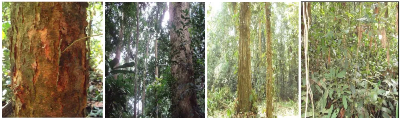 Fig. 3.  Some lighthouse species and the undergrowth of the Botanical garden S. Lisowski (Faculty of Science, University of  Kisangani)  
