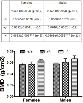 Figure 2. Areal BMD derived from DEXA analysis of 15- to 16-week-old GALNT3test for two-way ANOVA across the three genotypes