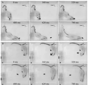 Fig. 2.Typical examples of a rat with whiskers immediately following an escaping cockroach (A),