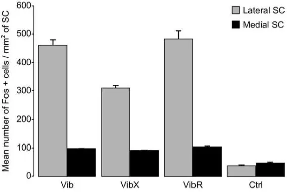 Fig. 6.Histograms showing the mean density of Fos-immunoreactive cells in the lateral and medial