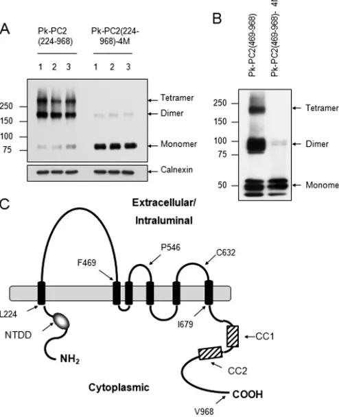 FIGURE 1. Evidence of a third dimerization domain for PC2. A, expressionpattern of epitope-tagged mutant PC2 on nonreducing SDS-PAGE
