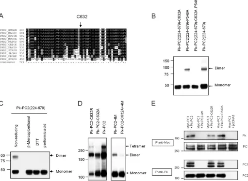 FIGURE 2. A conserved cysteine residue in the third extracellular loop mediates PC2 dimerization.evolutionary conservation from human toDeletion of both N- and C-terminal domains, PC2(224–679), does not abolish dimer formation