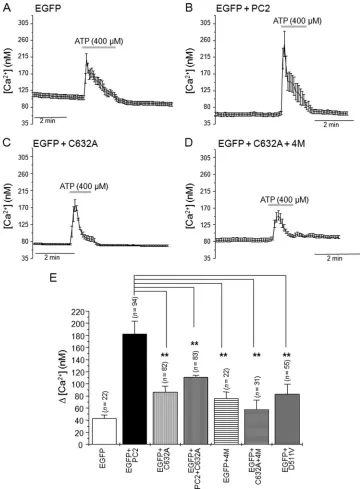 FIGURE 3. The Cys�632 mutation abrogates ATP-dependent PC2 Ca2� release channel activity