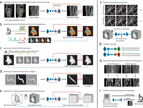 Figure 2: Potential applications of Deep Learning in ﬂuorescence microscopy and key concepts