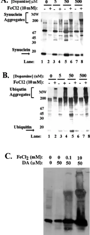 Figure 2.Free radicals potentiate induction of�iron.minus 10 m( �-synuclein aggregation by A, B, Aggregation of �-synuclein in BE-M17 cells expressing A30P-synuclein after treatment with 0, 5, 50, and 500 �M dopamine plus orM FeCl2 for 48 hr