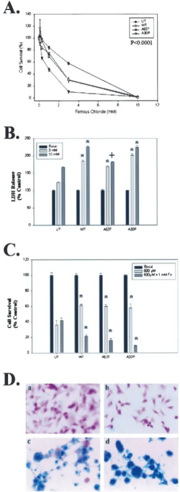 Figure 6.�cells.pressing wild-type, A53T, or A30Pdnone of the cells showed staining for iron, but after treatment with 10 mexpressing cells, basal conditions;with varying doses of FeClusing the MTT assay (doses of H-Synuclein increases iron-dependent toxic
