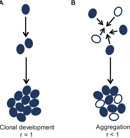 Figure 1: Stages of major evolutionary transitions. Major evolutionary transitions involve independent 
