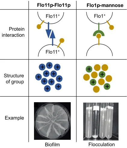 Figure 3: Flocculins determine the structure of multicellular groups. Homophilic (self-self) and 