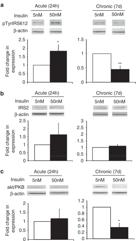 Figure 2Insulin treatment does not effect IRS2 expression in chub-s7 cells