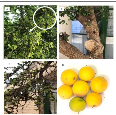 Figure 2: Morphology of Kei-apple (Dovyalis caffra). (A) Fruiting Kei-apple tree (B) Kei-apple tree showing potential of usefulness for furniture and fuel purposes (C) Kei-apple tree with thorny branches as a good fencing material (D) Ripe Kei-apple fruits