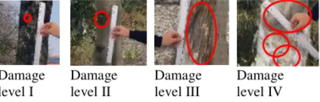 Fig. 10: Trunk damage levels 