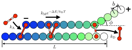 Fig. 2 (Color online) Schematic of model parameters. Filamentpolarity is deﬁned by [+] and [−]-ends as denoted in the ﬁgure.Motors are 2-headed springs deﬁned by attach, detach and motionrates kA, kD and kM, respectively, where the movement rate isattenuat