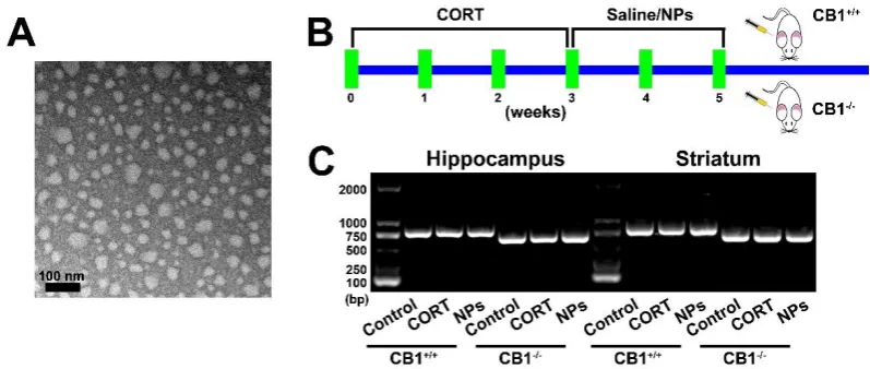 Fig. 1. Preparation of nanoparticles and mice. A, Transmission electron microscopy images of Cur/SLNs-
