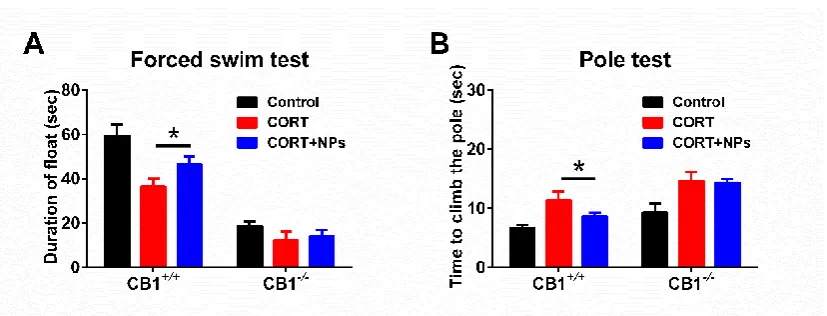 Fig. 2. Cur/SLNs-HU-211 improve behavioral recovery from MDD in CB1+/+ mice. A, Time of mice float 