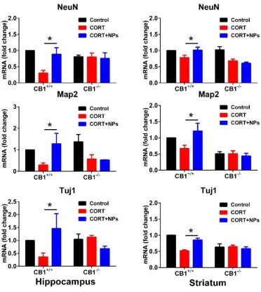 Fig. 4. qRT-PCR analysis of the neuronal markers. Expression levels were normalized to GAPDH