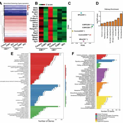 Fig. 7. RNA-seq analysis of antidepressant effects induced by Cur/SLNs-HU-211 in CB1+/+ MDD mice