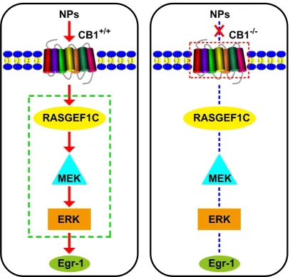 Fig. 9. Schematic representation of the reason why Cur/ SLNs-HU-211 behave differently in CB1+/+ and CB1-/- MDD mice