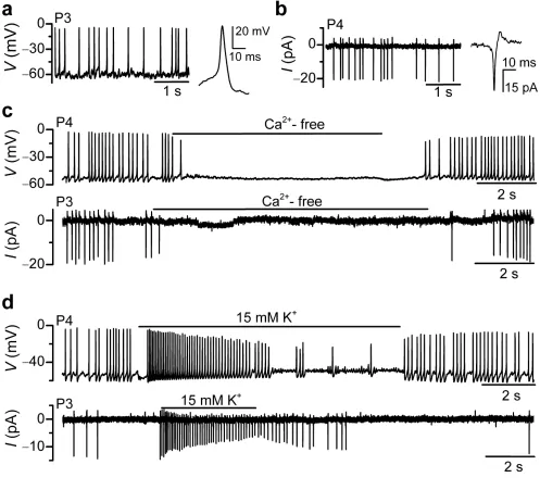 Figure 1. Cell-attached spikes result from spontaneous APs(increase while their amplitude declined
