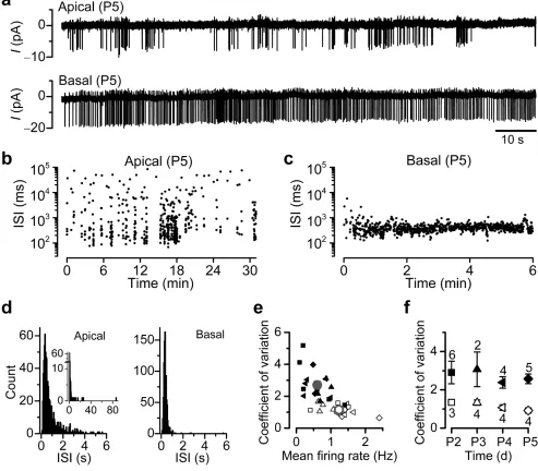 Figure 3. Patterning of spontaneous spiking activity in apical and basal IHCs(and basal IHCs shown in frequency: 2.32 Hz, 2.68 Hz; coefficient of variation: 2.8, 0.65)