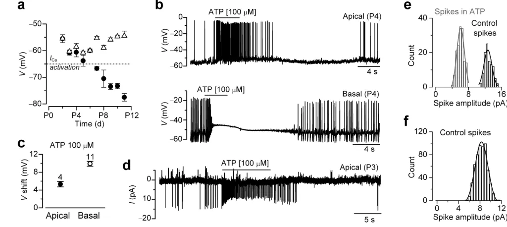 Figure 4. Modulation of action potential activity by superfusing ATP(amplitude histogram from an apical IHC in the absence of exogenous ATP (recording time:Open triangles indicate the membrane potential threshold required for triggering APs (a), Vm of imma