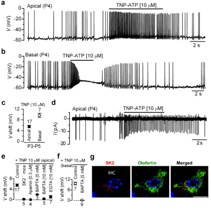 Figure 5. Role of endogenous ATP in spontaneous spiking activity in mouse IHCs(a and b), Spontaneous APs recorded with whole-cell current clamp from apical and basal