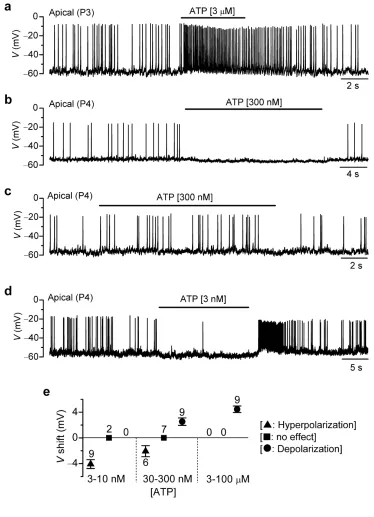 Figure 6. Dual action of ATP on spontaneous spiking activity in mouse IHCs(small hyperpolarization (a), Spontaneous action potentials recorded with whole-cell current clamp from an apicalIHC