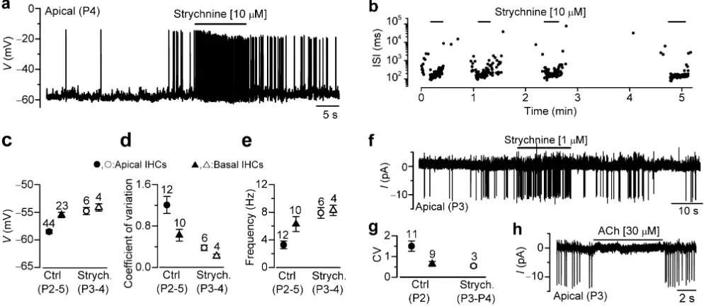 Figure 7. Effect of endogenous ACh on IHC spontaneous spiking activity(Pmeasured from P2-P5 apical and basal IHCs