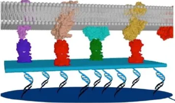 Fig. 4: MOSAIC – a bioinstructive interface between cells and matter.31b (Niemeyer lab) 