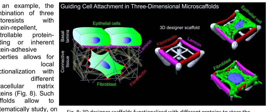 Fig. 8: 3D designer scaffolds functionalized with different proteins to steer the 