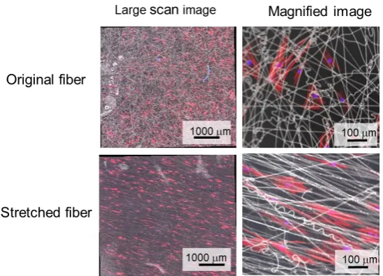 Figure 6. Adhesion morphology and alignment of human mesenchymal stem cells (hMSCs) on original (left) and stretched (right) PCL-9.2 nanofibers