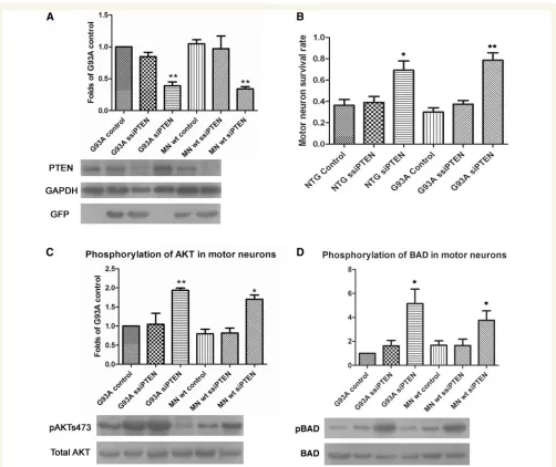 Figure 4 Results of transduction of primary motor neuronal cultures originating from G93A SOD1 mice and litter mates with smallmeansand increase in phosphorylation of AKT and Bcl2-antagonist of death (interfering RNA (siRNA) against PTEN and scrambled smal